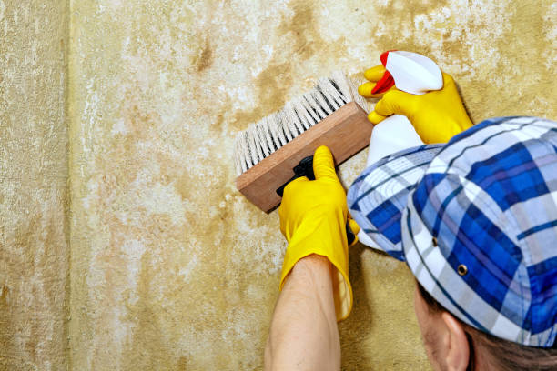 Best Forensic Mold Investigation  in USA